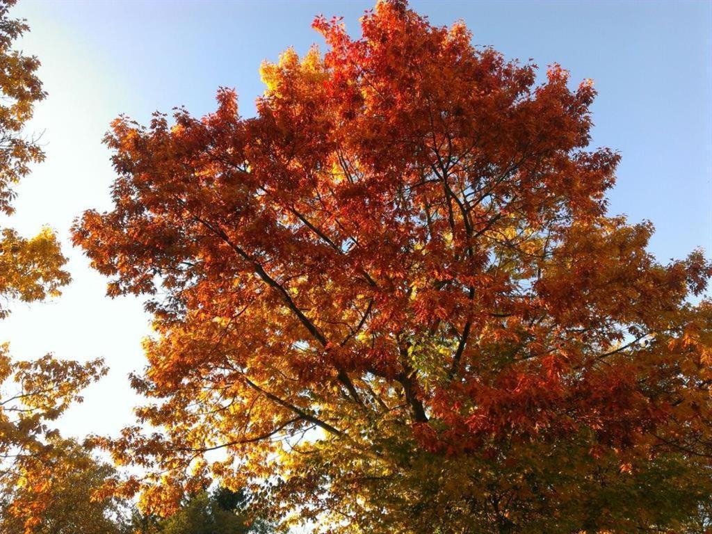 Ferienhaus Ginkgo Biloba Malsbenden ภายนอก รูปภาพ