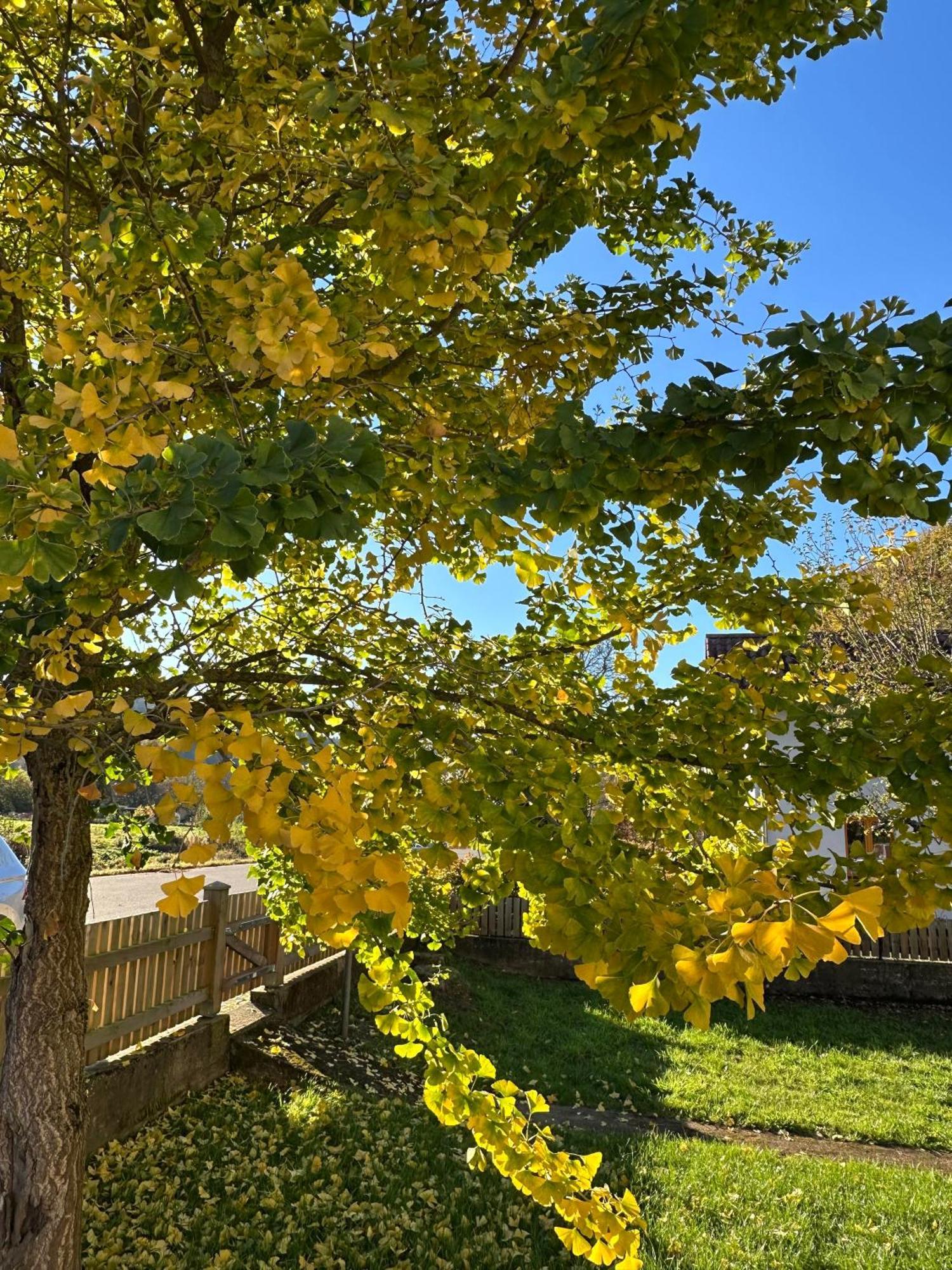 Ferienhaus Ginkgo Biloba Malsbenden ภายนอก รูปภาพ